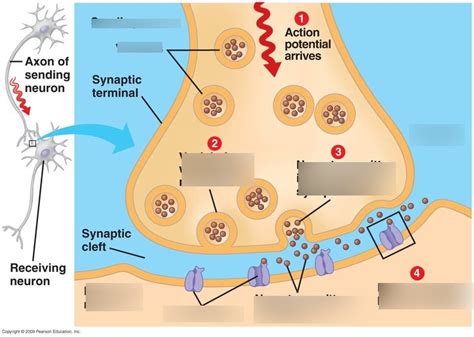 lack of acetylcholinesterase in the synaptic cleft|Anatomy Final Exam Flashcards .